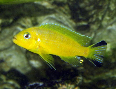 Псевдотрофеус Дактари